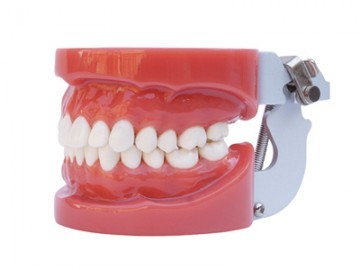 HST-A1標(biāo)準牙模型 HST-A1標(biāo)準牙模型